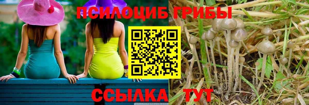 Псилоцибиновые грибы GOLDEN TEACHER  Вход с VPN  Псилоцибиновые грибы MAGIC MUSHROOMS  Ливны 